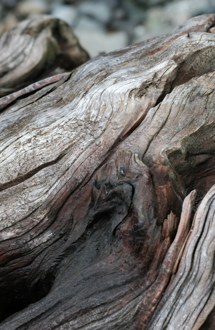 Clean and Preserve Driftwood How to