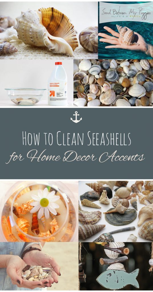 How to Clean Seashells for Home Decor Accents Sand Between My Piggies